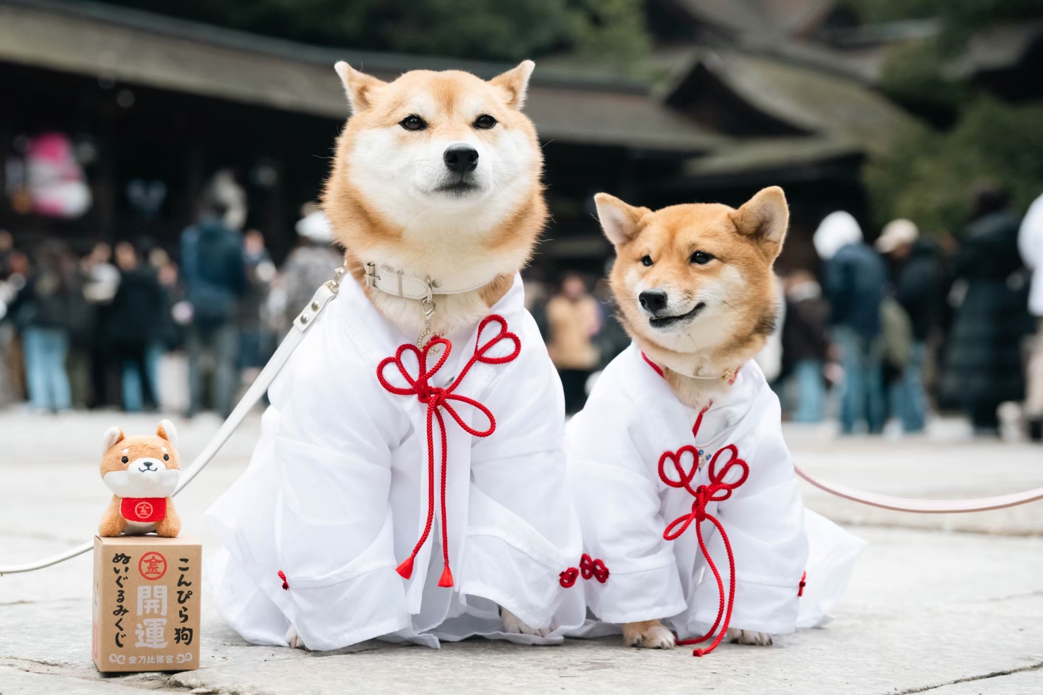 LINE_ALBUM_20250202わん詣イベント写真_250929_8